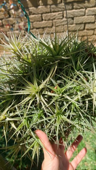Tillandsia bergeri pianta aerea