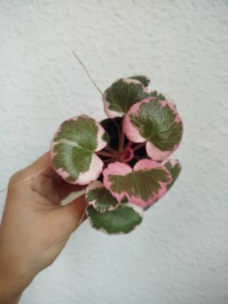 Planta Saxifraga Stolonifera
