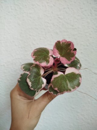 Planta Saxifraga Stolonifera