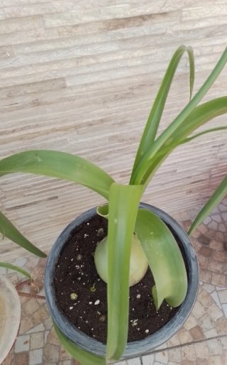 Cebolla de la suerte