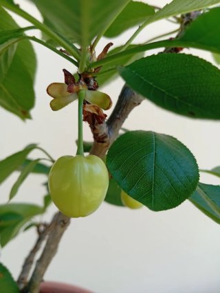 Cerezo en maceta con frutos