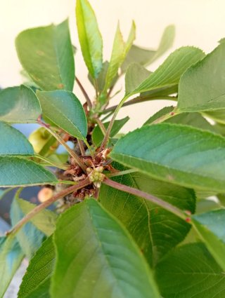 Cerezo en maceta con frutos