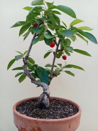 Cerezo en maceta con frutos
