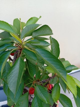 Cerezo en maceta con frutos
