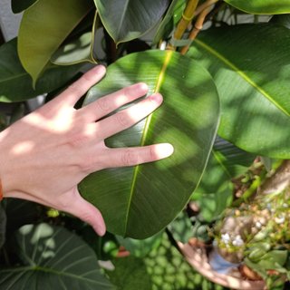 3en1 2mt Ficus elastica robusta