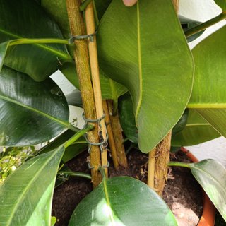 3en1 2mt Ficus elastica robusta