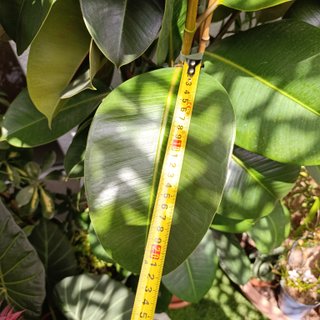 3en1 2mt Ficus elastica robusta