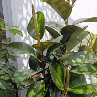 3en1 2mt Ficus elastica robusta