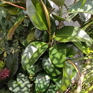 3en1 2mt Ficus elastica robusta