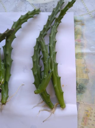 Esquejes Orbea variegada
