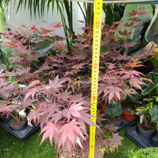 1mt Acer palmatum ‘Atropurpureum’