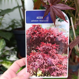 1mt Acer palmatum ‘Atropurpureum’