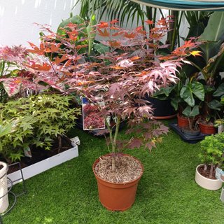 1mt Acer palmatum ‘Atropurpureum’