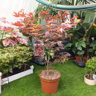 1mt Acer palmatum ‘Atropurpureum’