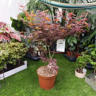 1mt Acer palmatum ‘Atropurpureum’