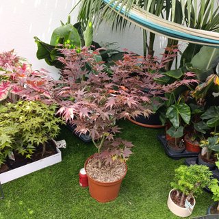 1mt Acer palmatum ‘Atropurpureum’