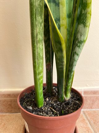 Planta Sansevieria Lengua de Suegra