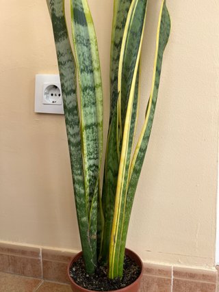 Planta Sansevieria Lengua de Suegra