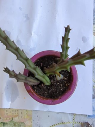2 Suculentas en maceta morada