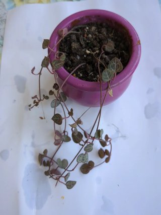 2 Suculentas en maceta morada