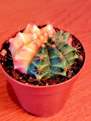 Planta.Gymnocalycium Mihanovichii Variegata