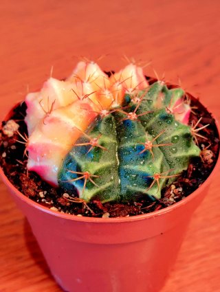 Planta.Gymnocalycium Mihanovichii Variegata