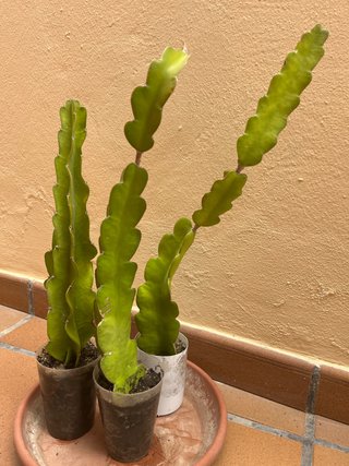 3 Pitahayas (Fruta del Dragón) 10€ pitaya planta