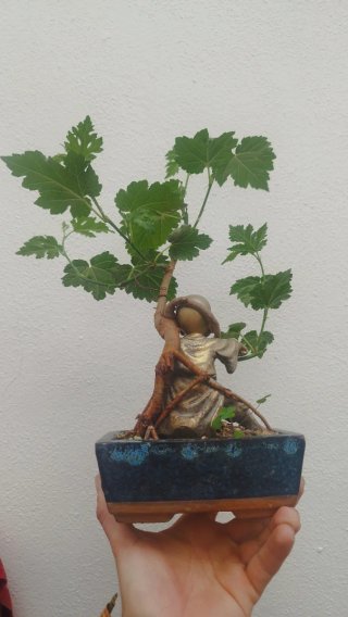 Bonsái de Morera con figura de monje