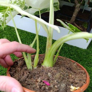 4en1 Alocasia frydek variegata