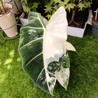 4en1 Alocasia frydek variegata