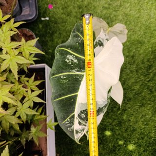 4en1 Alocasia frydek variegata