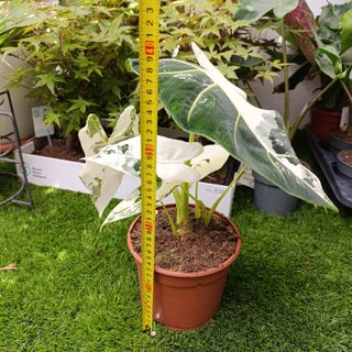 4en1 Alocasia frydek variegata