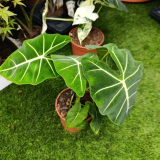 Alocasia frydek