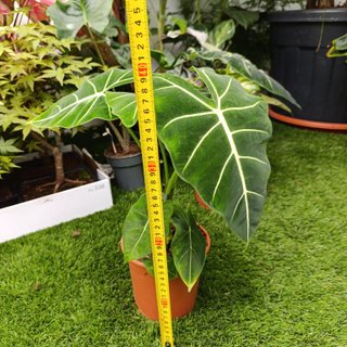 Alocasia frydek