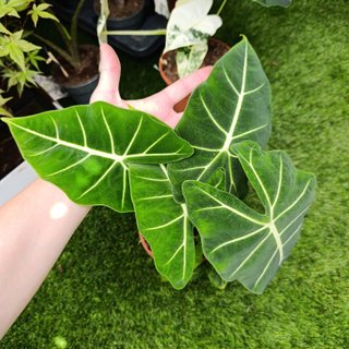 Alocasia frydek