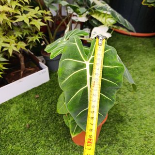 Alocasia frydek