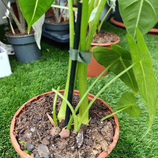 Alocasia frydek