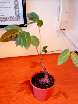 Planta.Caudex.Phyllantus Mirabilis.