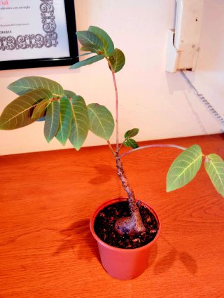 Planta.Caudex.Phyllantus Mirabilis.