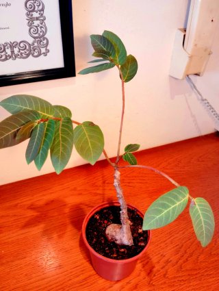Planta.Caudex.Phyllantus Mirabilis.