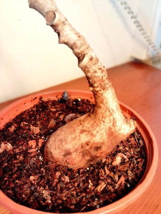 Planta.Caudex.Phyllantus Mirabilis.