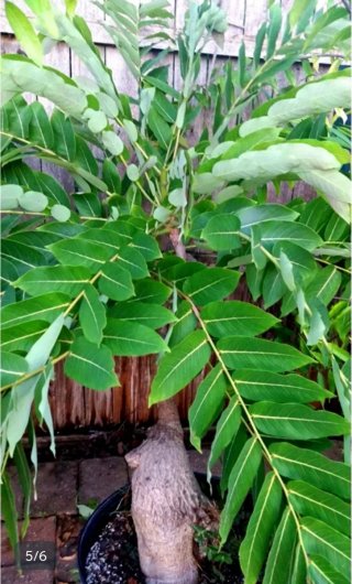 Planta.Caudex.Phyllantus Mirabilis.