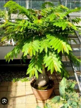 Planta.Caudex.Phyllantus Mirabilis.