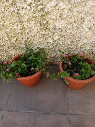 Planta del Rocío con flores rosas
