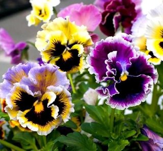 Viola Rococò frilly giant mix - 50 semi
