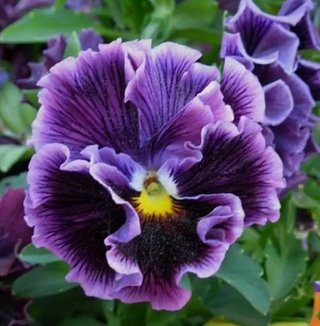 Viola Rococò frilly giant mix - 50 semi
