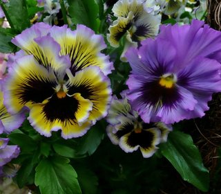 Viola Rococò frilly giant mix - 50 semi
