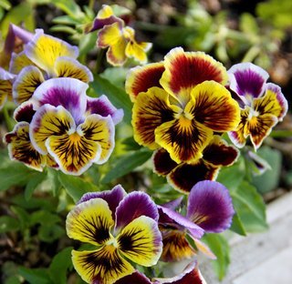 Viola Rococò frilly giant mix - 50 semi
