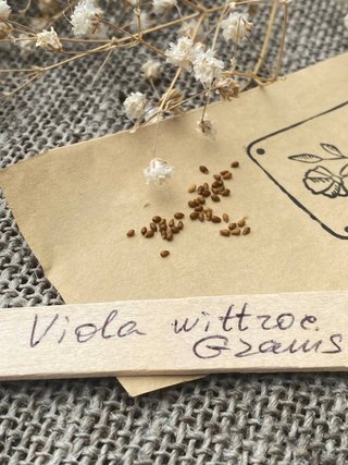Viola Rococò frilly giant mix - 50 semi