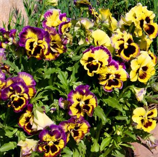 Viola Rococò frilly giant mix - 50 semi